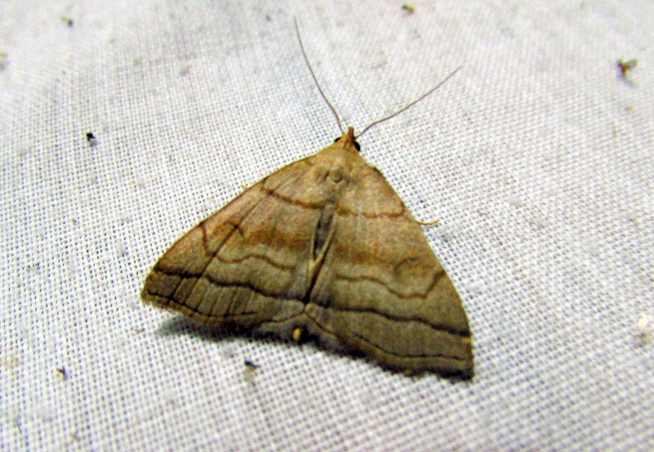 Herminia tarsicrinalis - szőröslábú karcsúbagoly