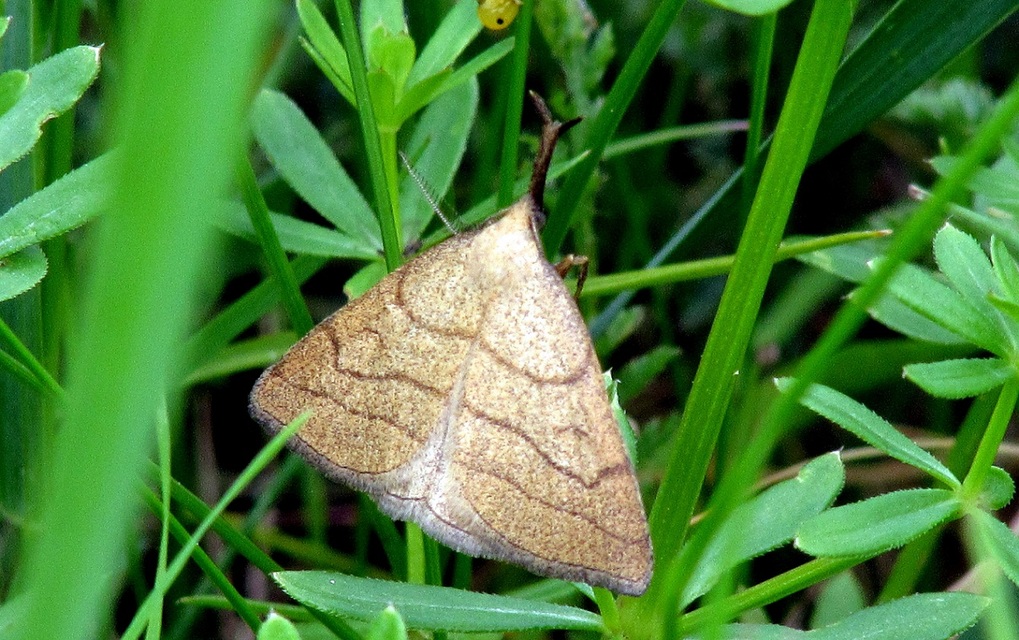 Polypogon tentacularia - sötétaljú karcsúbagoly