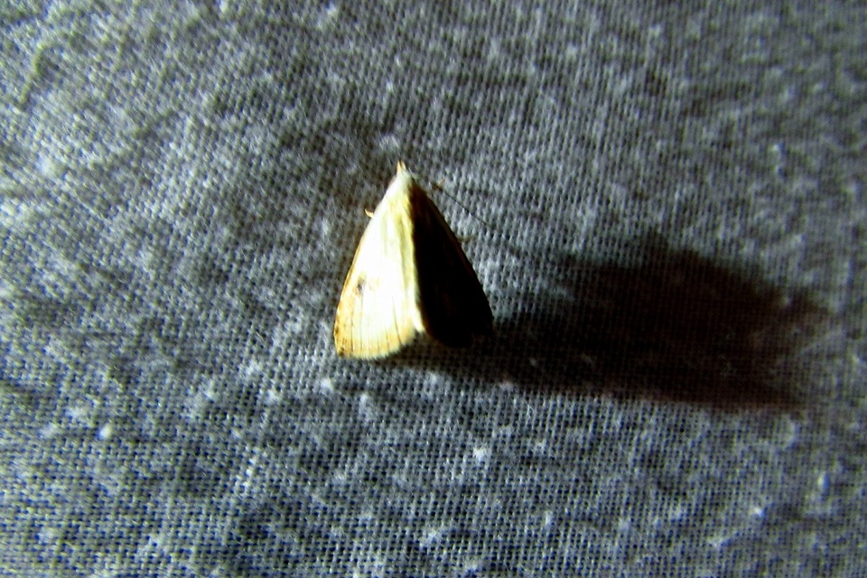 Rivula sericealis - selymes lórombagoly