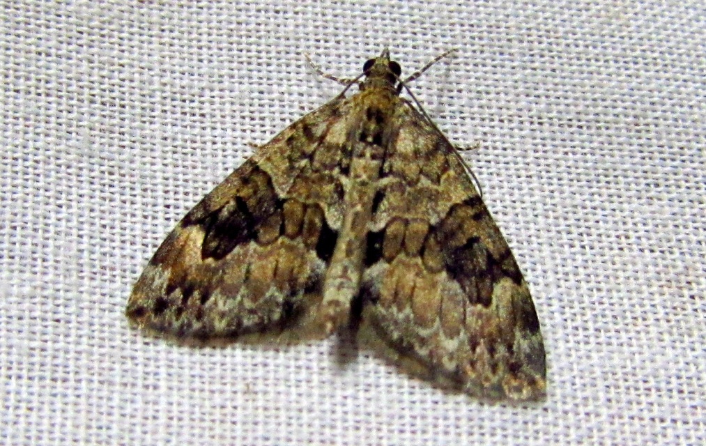 Thera variata/britannica