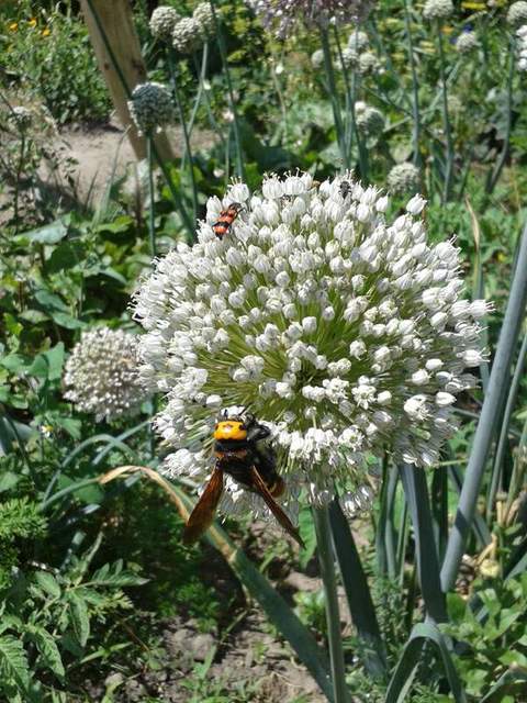 Megascolia maculata - óriás-tőrösdarázs