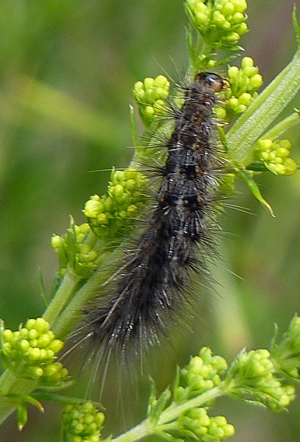 Diaphora luctuosa - gyászos medvelepke