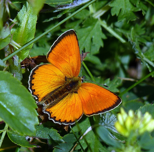 Lycaena virgaureae - arany-tűzlepke