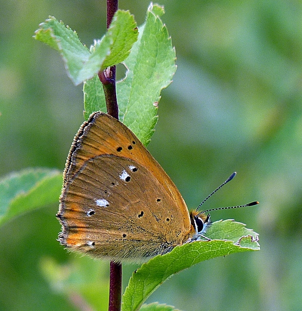 Lycaena virgaureae - arany-tűzlepke
