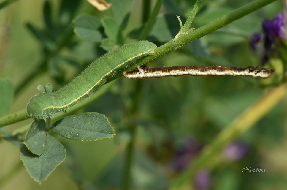 Colias