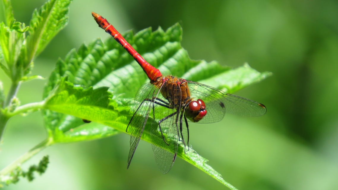 Sympetrum sanguineum - vörös katona-szitakötő