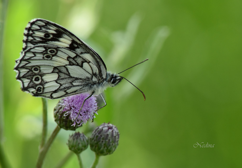 Melanargia galathea - sakktáblalepke