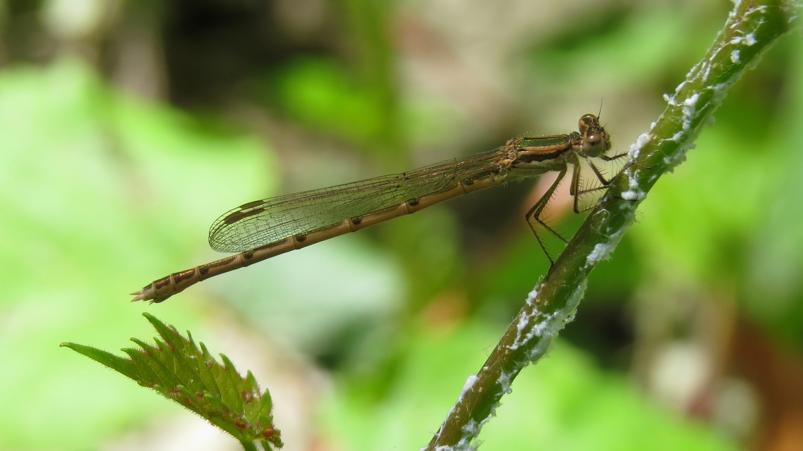 Sympecma fusca - téli rablószitakötő