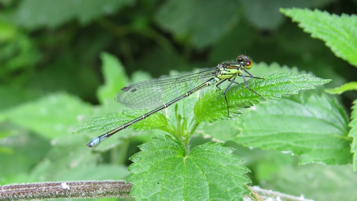 Erythromma viridulum - kis pirosszemű-légivadász