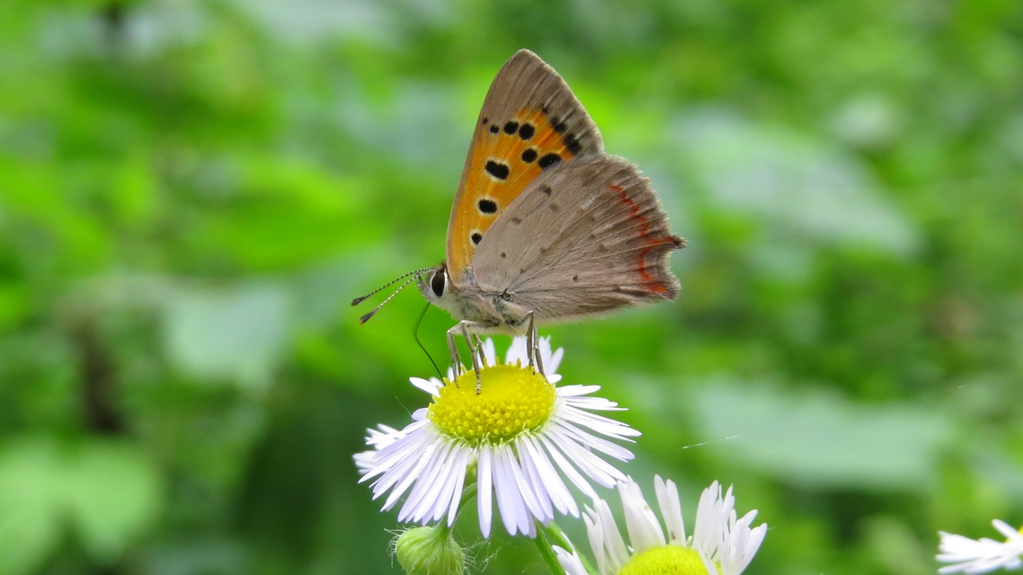 Lycaena phlaeas - közönséges tűzlepke