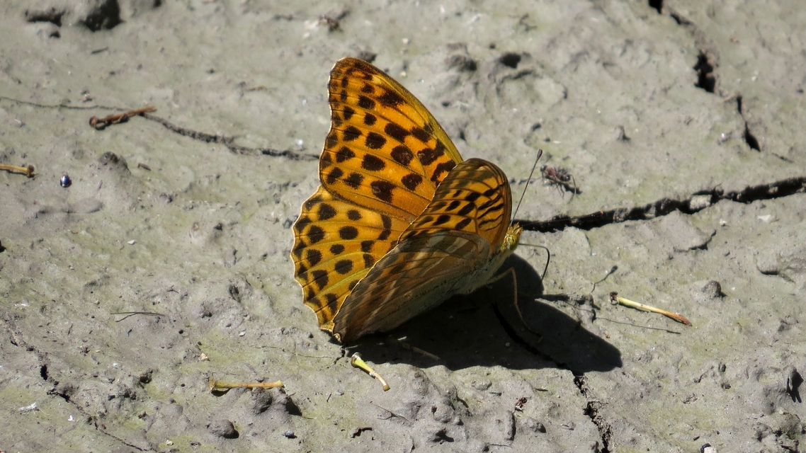 Argynnis paphia - nagy gyöngyházlepke