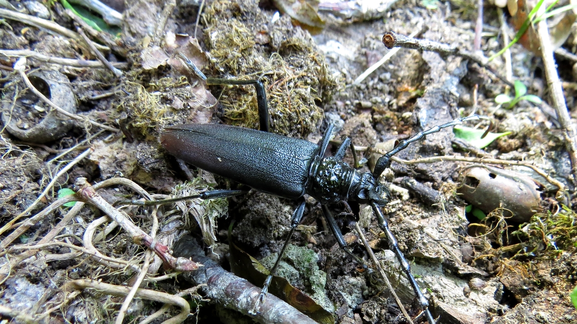 Cerambyx cerdo - nagy hőscincér
