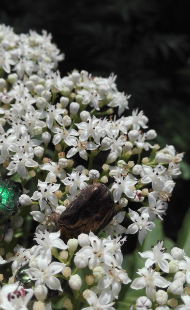 Cetonia aurata - aranyos virágbogár