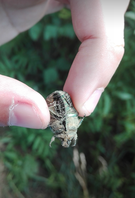 Cetonia aurata - aranyos virágbogár