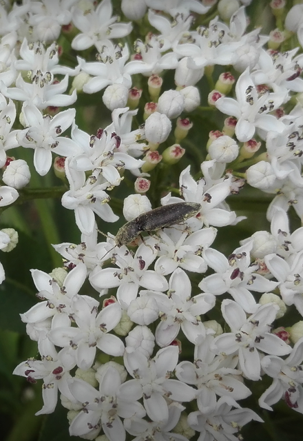 Agriotes ustulatus - mezei pattanó