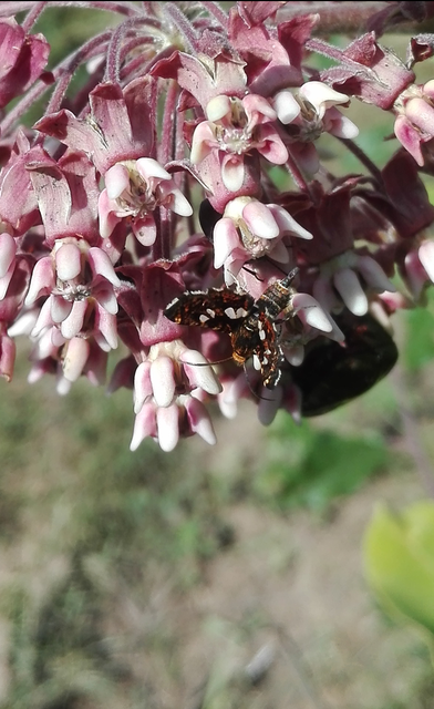 Thyris fenestrella - gyakori ablakosmoly