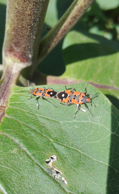 Lygaeus equestris/simulans