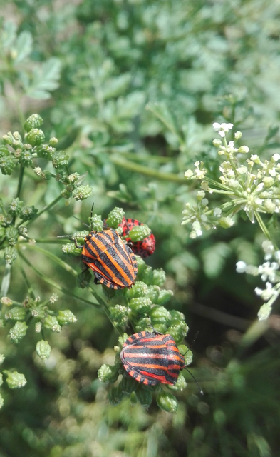 Graphosoma italicum - csíkos pajzsospoloska