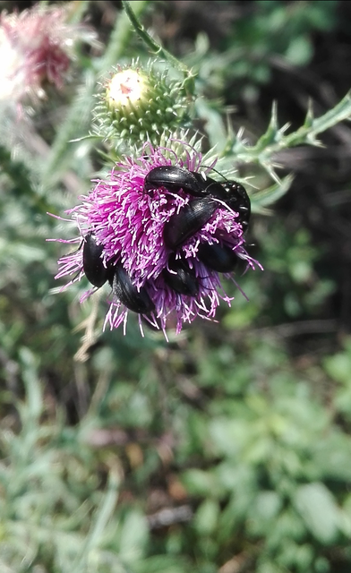Podonta nigrita - szerecsenbogár