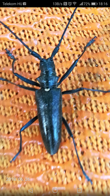 Monochamus sartor - nagy fenyvescincér