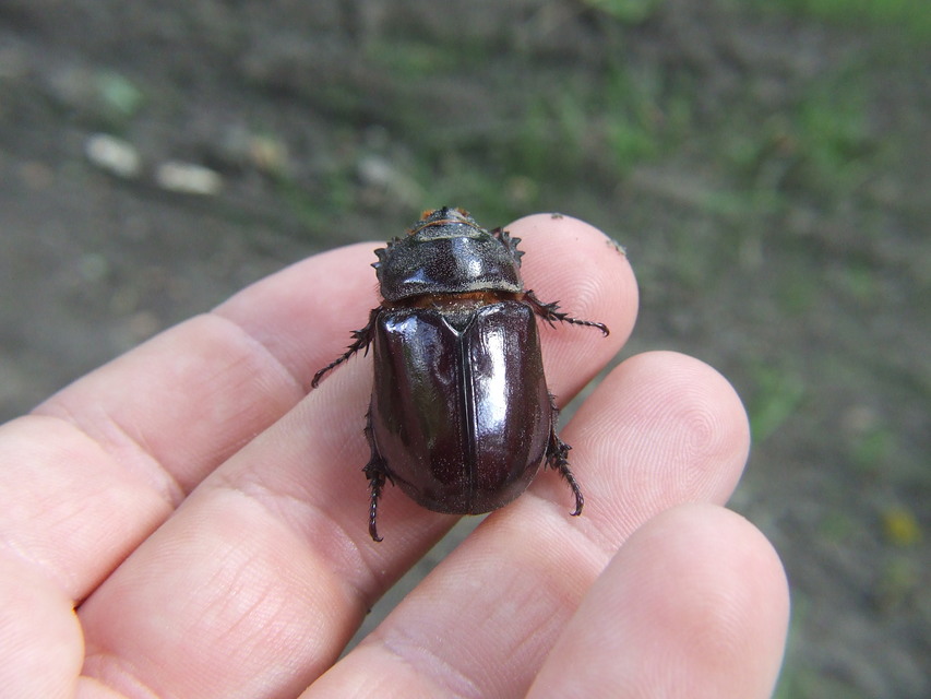 Oryctes nasicornis - orrszarvú bogár