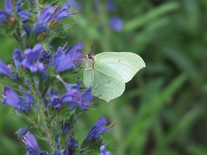 Gonepteryx rhamni - citromlepke