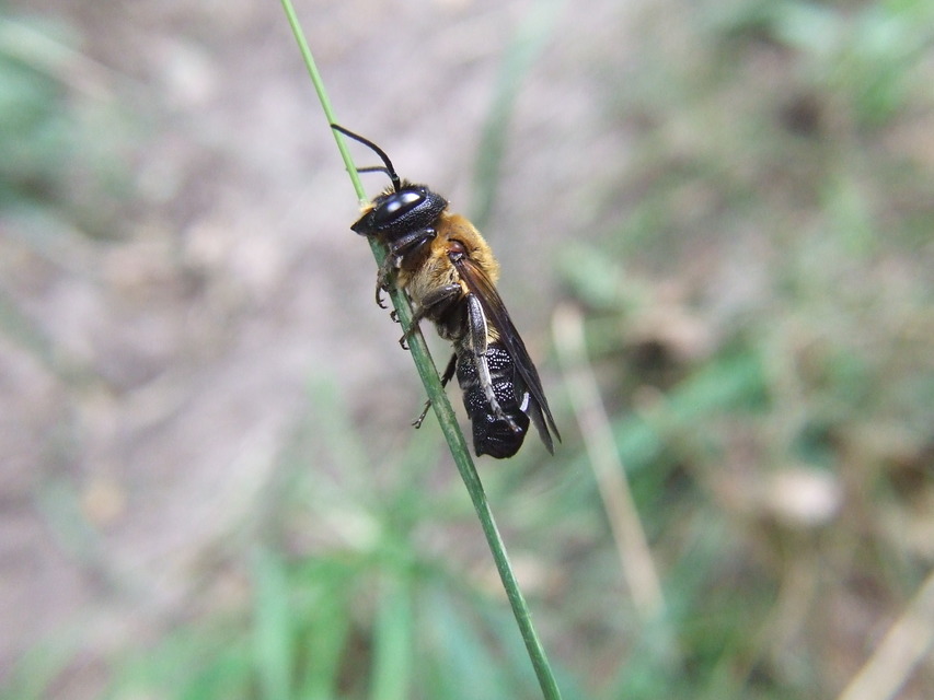 Megachile sculpturalis - óriás művészméh