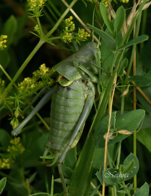 Polysarcus denticauda - fogasfarkú szöcske