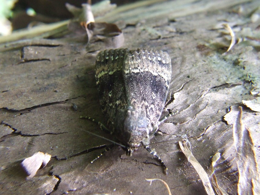 Amphipyra berbera/pyramidea