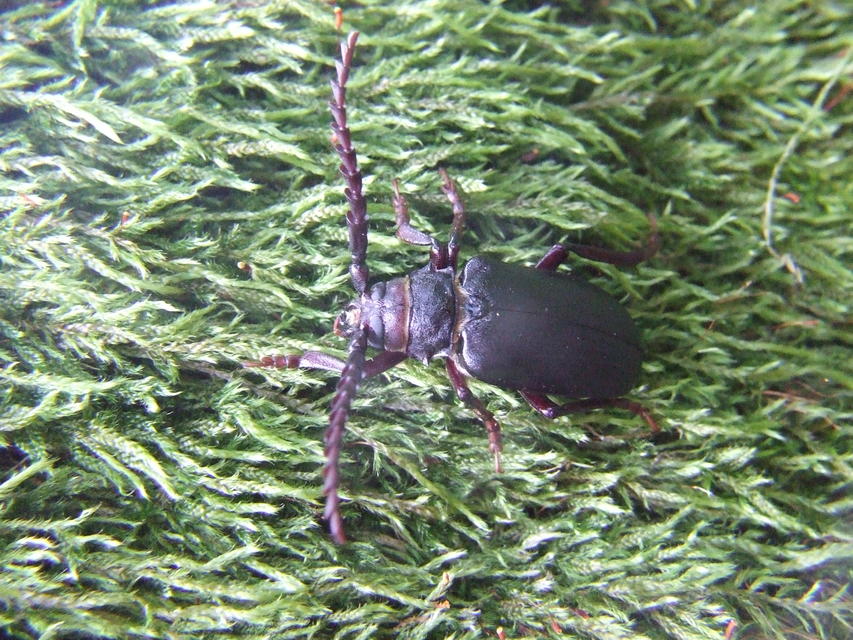 Prionus coriarius - csőszcincér