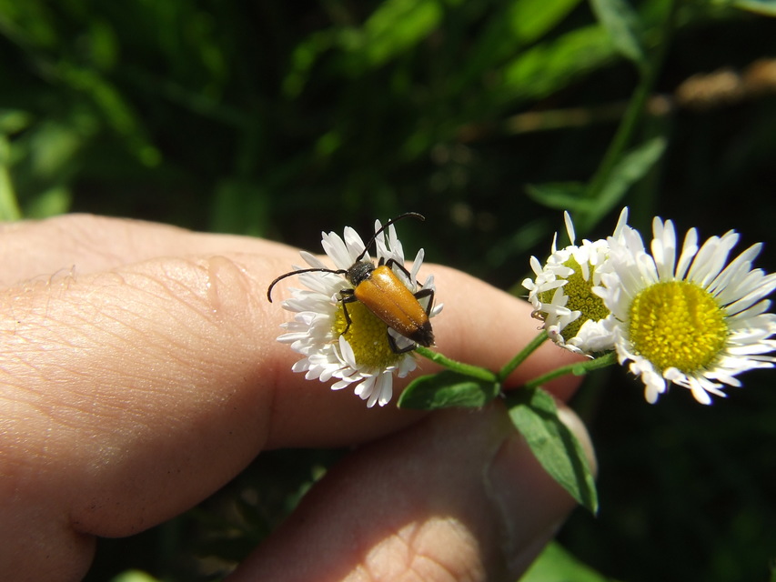 Stictoleptura fulva - vörhenyes virágcincér
