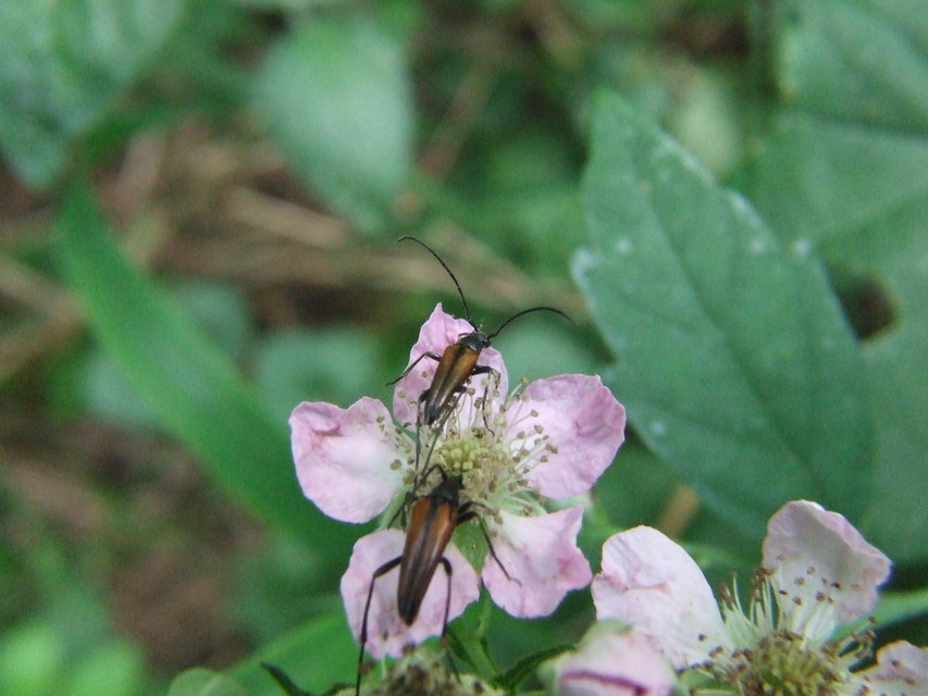 Stenurella melanura - feketevégű karcsúcincér