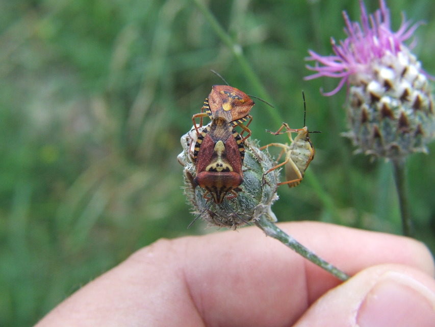 Carpocoris Carpocoris