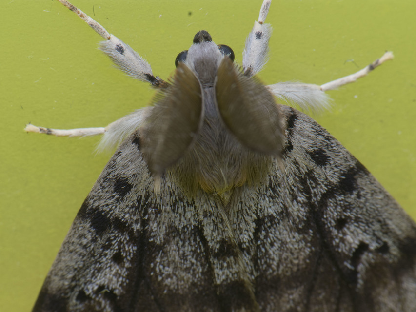 Lymantria dispar - gyapjaslepke