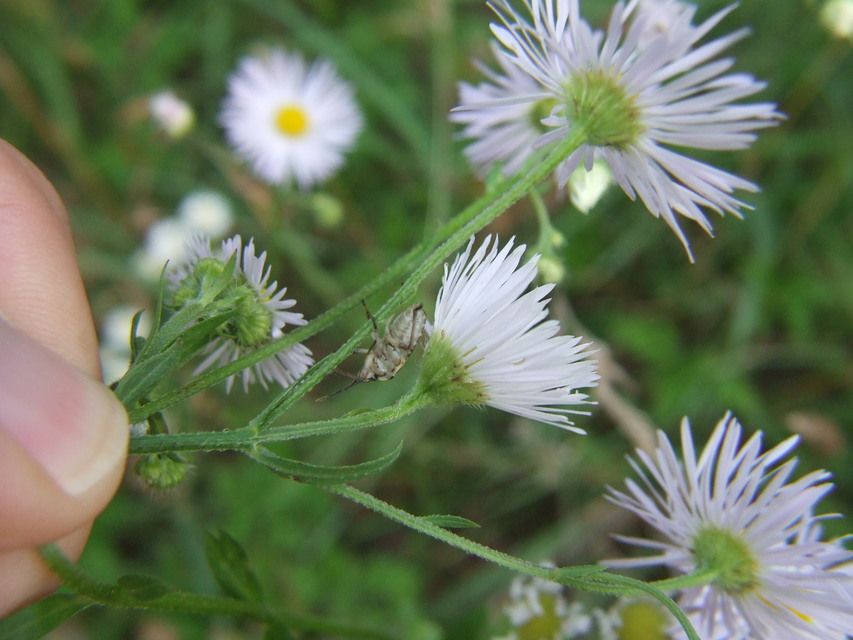 Carpocoris Carpocoris