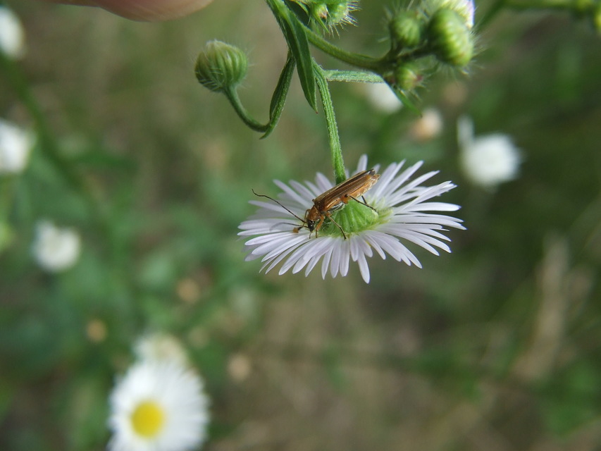 Oedemera podagrariae - székfű-álcincér