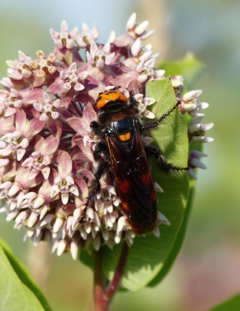 Megascolia maculata - óriás-tőrösdarázs
