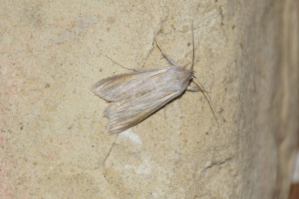 Cucullia balsamitae - homoki csuklyásbagoly