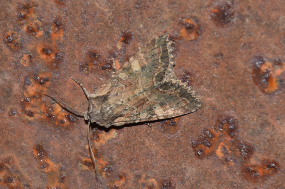 Lacanobia amurensis - homoki kertibagoly