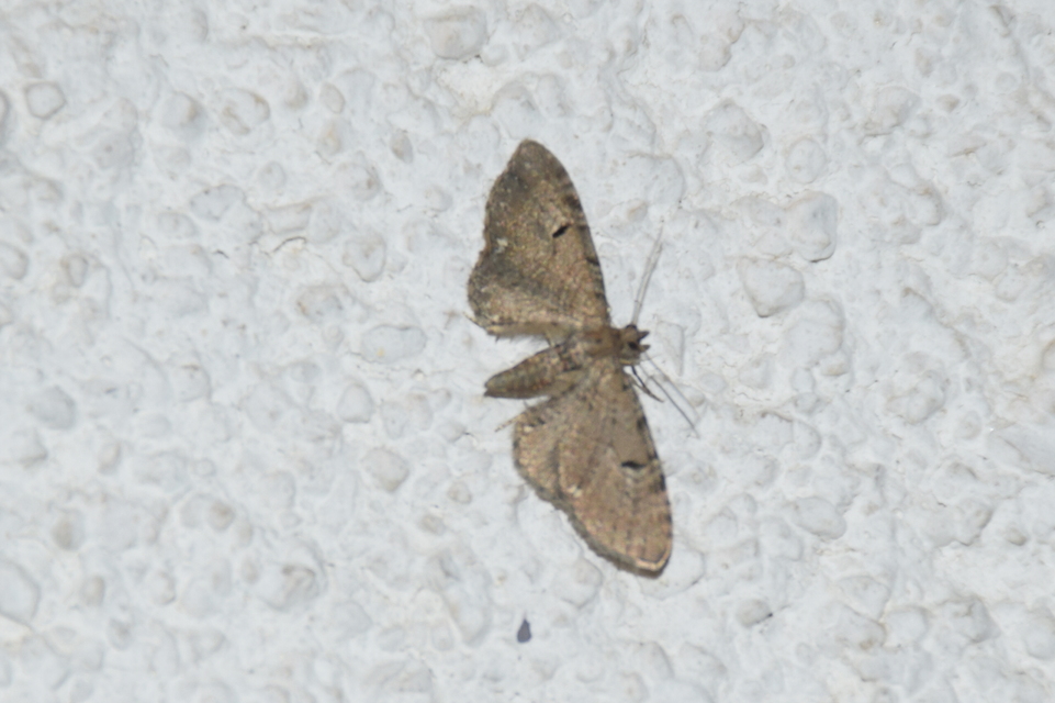 Eupithecia absinthiata - üröm-törpearaszoló