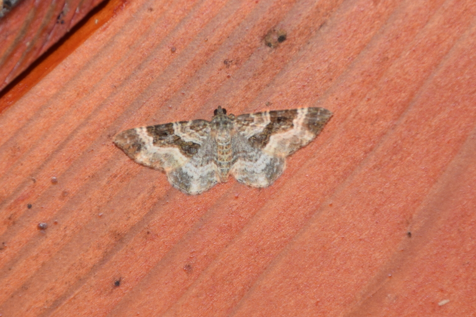 Epirrhoe alternata - galaj-tarkaaraszoló