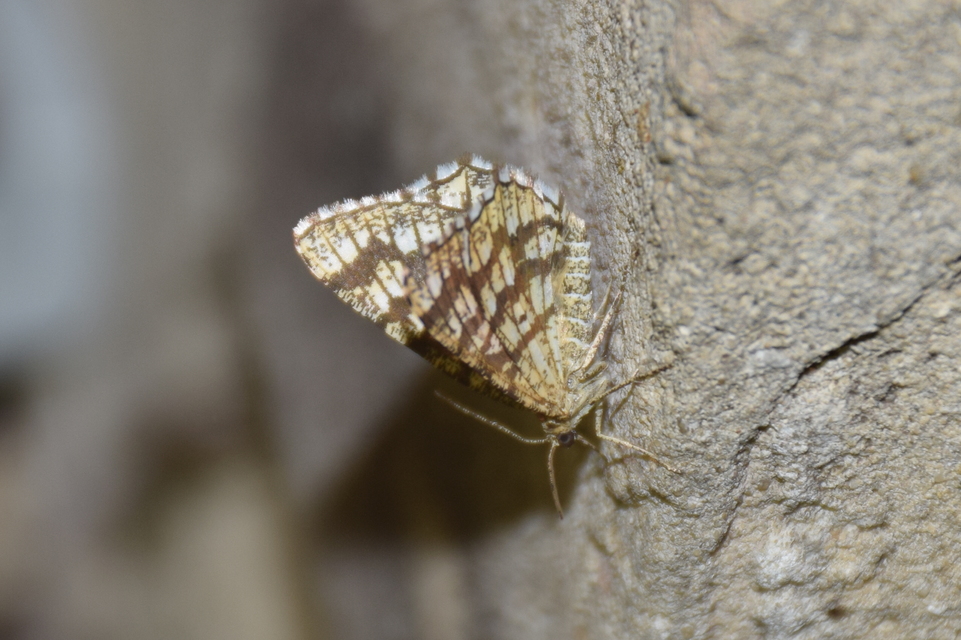 Chiasmia clathrata - rácsos rétiaraszoló