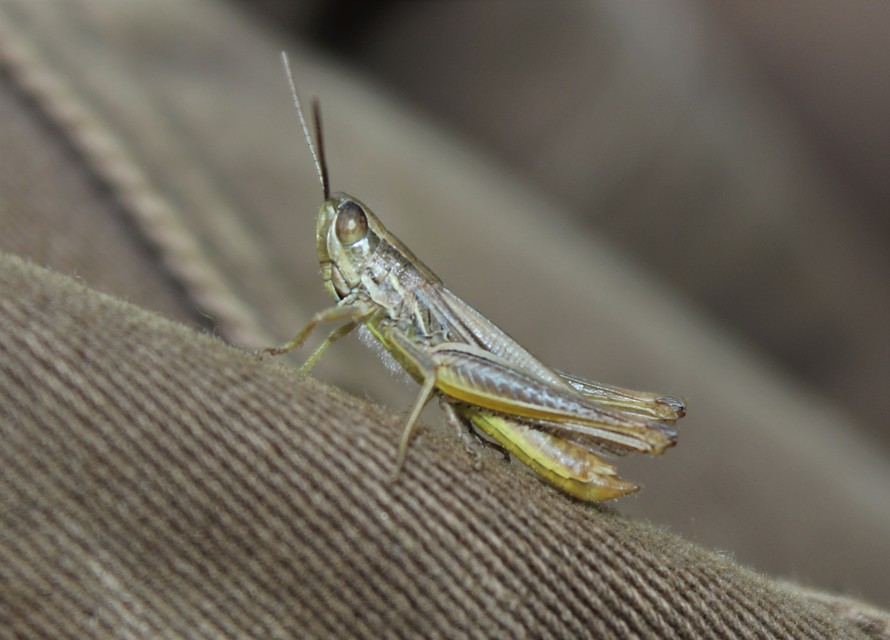 Euchorthippus declivus - rövidszárnyú rétisáska