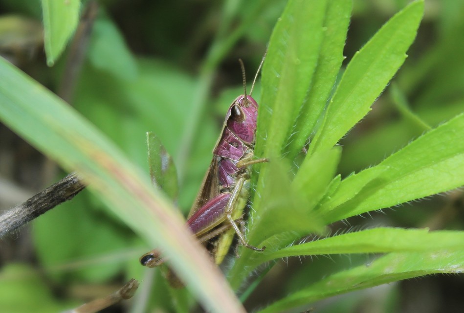 Pseudochorthippus parallelus - közönséges rétisáska