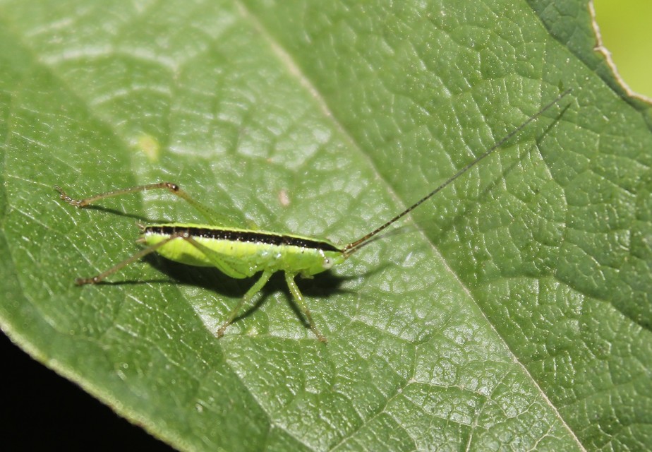 Conocephalus fuscus - kis kúpfejűszöcske