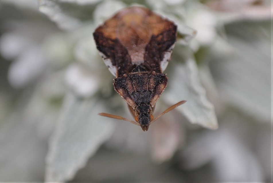 Phymata crassipes - fogólábú poloska