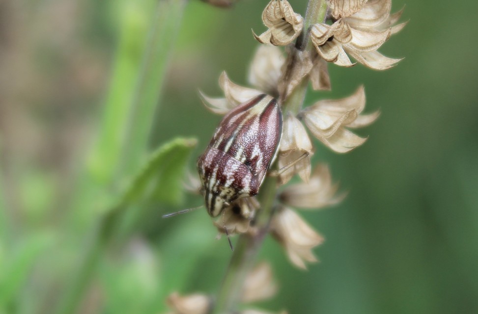 Odontotarsus purpureolineatus - tarka pajzsospoloska