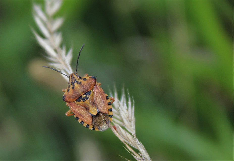 Carpocoris Carpocoris