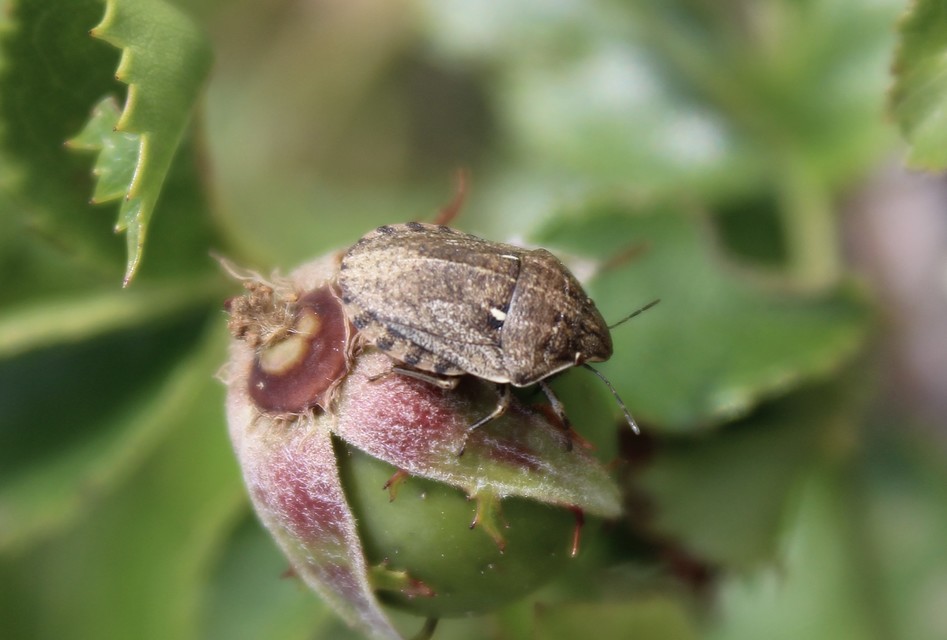 Eurygaster Eurygaster