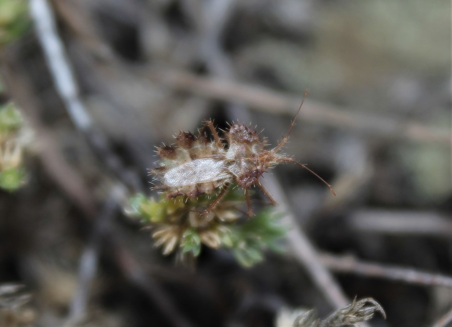 Phyllomorpha laciniata - lándzsás karimáspoloska